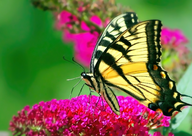 A swallowtail sits on apink flower to drink some nectar