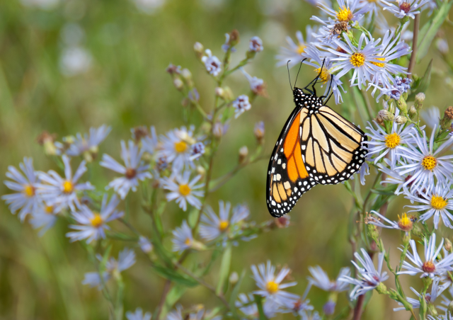 A monarch butterfly hangs in a field of blue flowers